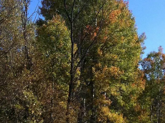 La Voz Del Silencio Lantställe *